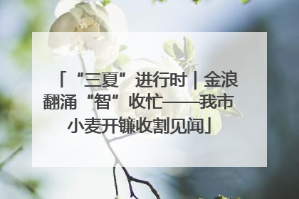 “三夏”进行时｜金浪翻涌“智”收忙——我市小麦开镰收割见闻