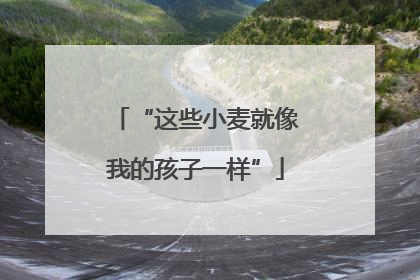 “这些小麦就像我的孩子一样”