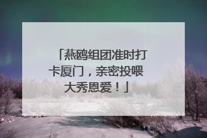 燕鸥组团准时打卡厦门，亲密投喂大秀恩爱！
