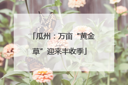 瓜州：万亩“黄金草”迎来丰收季