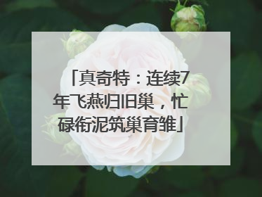 真奇特：连续7年飞燕归旧巢，忙碌衔泥筑巢育雏