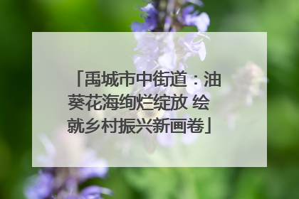 禹城市中街道：油葵花海绚烂绽放 绘就乡村振兴新画卷