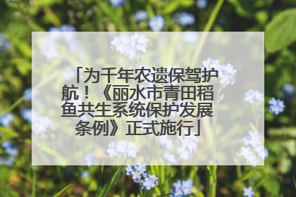 为千年农遗保驾护航！《丽水市青田稻鱼共生系统保护发展条例》正式施行