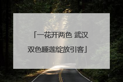 一花开两色 武汉双色睡莲绽放引客