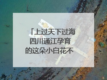 上过天下过海 四川通江孕育的这朵小白花不简单｜川陕渝网络名人巴中行