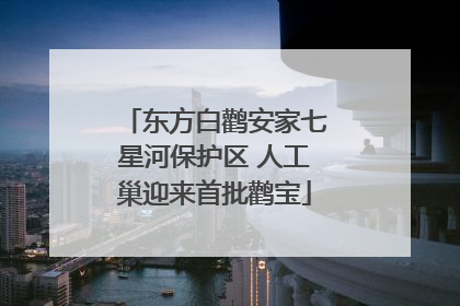 东方白鹳安家七星河保护区 人工巢迎来首批鹳宝