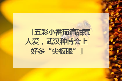 五彩小番茄清甜惹人爱，武汉种博会上好多“尖板眼”
