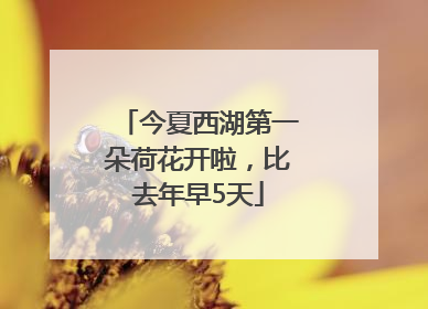 今夏西湖第一朵荷花开啦，比去年早5天