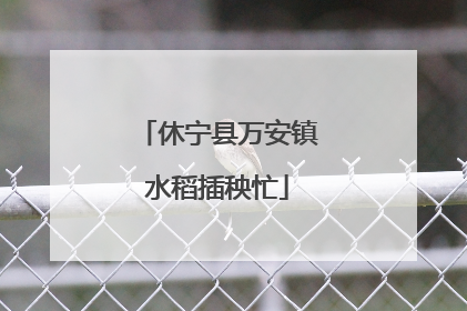 休宁县万安镇水稻插秧忙