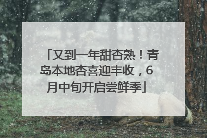 又到一年甜杏熟！青岛本地杏喜迎丰收，6月中旬开启尝鲜季