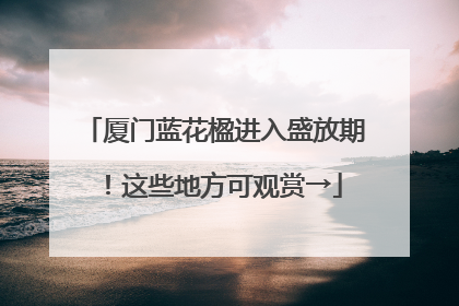 厦门蓝花楹进入盛放期！这些地方可观赏→