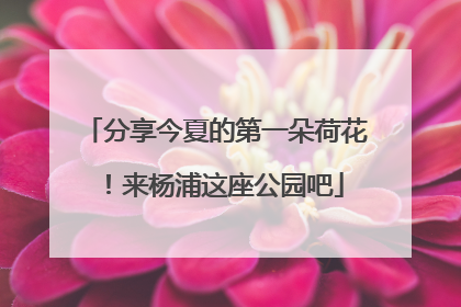 分享今夏的第一朵荷花！来杨浦这座公园吧