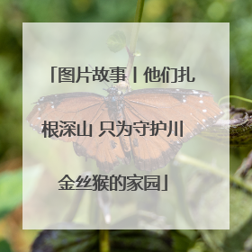 图片故事丨他们扎根深山 只为守护川金丝猴的家园