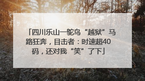 四川乐山一鸵鸟“越狱”马路狂奔，目击者：时速超40码，还对我“笑”了下