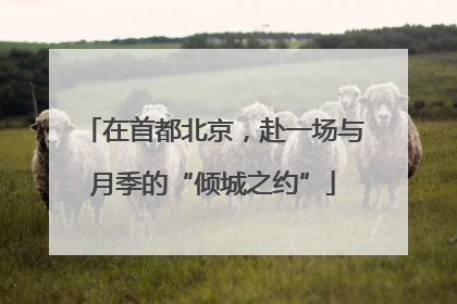 在首都北京，赴一场与月季的“倾城之约”