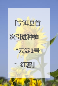 宁洱县首次引进种植“云淀1号”红薯