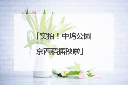 实拍！中坞公园京西稻插秧啦