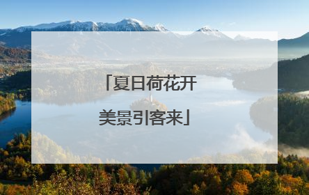 夏日荷花开 美景引客来