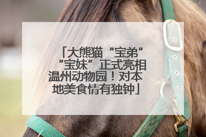 大熊猫“宝弟”“宝妹”正式亮相温州动物园！对本地美食情有独钟