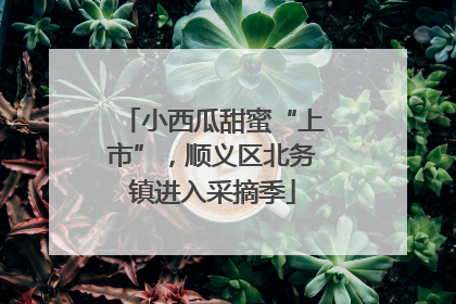 小西瓜甜蜜“上市”，顺义区北务镇进入采摘季