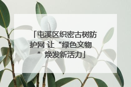 屯溪区织密古树防护网 让“绿色文物”焕发新活力