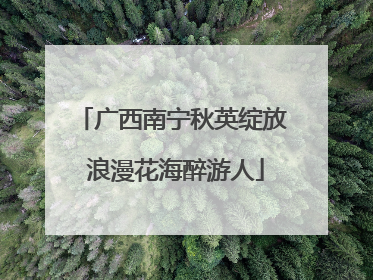 广西南宁秋英绽放 浪漫花海醉游人