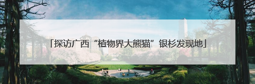 探访广西“植物界大熊猫”银杉发现地