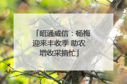 昭通威信：杨梅迎来丰收季 助农增收采摘忙