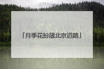 月季花扮靓北京道路