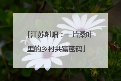 江苏射阳：一片桑叶里的乡村共富密码