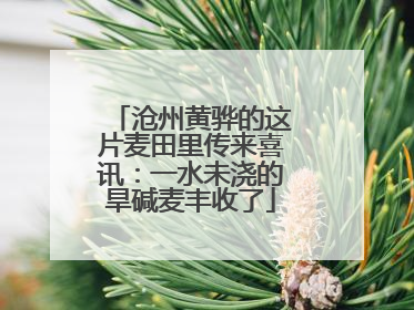 沧州黄骅的这片麦田里传来喜讯：一水未浇的旱碱麦丰收了