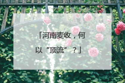 河南麦收，何以“顶流”？
