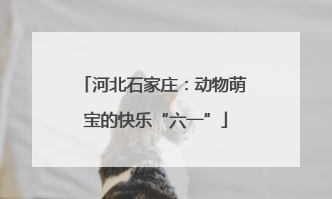 河北石家庄：动物萌宝的快乐“六一”