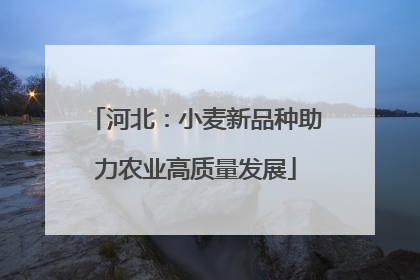 河北：小麦新品种助力农业高质量发展