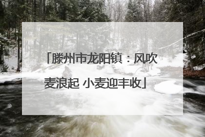 滕州市龙阳镇：风吹麦浪起 小麦迎丰收