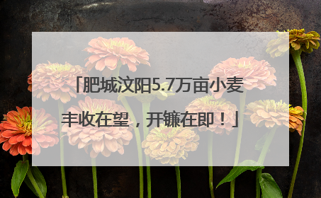 肥城汶阳5.7万亩小麦丰收在望，开镰在即！