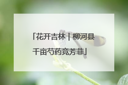 花开吉林｜柳河县千亩芍药竞芳菲