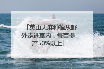 英山天麻种植从野外走进室内，每亩提产50%以上
