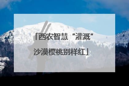 西农智慧“灌溉” 沙漠樱桃别样红