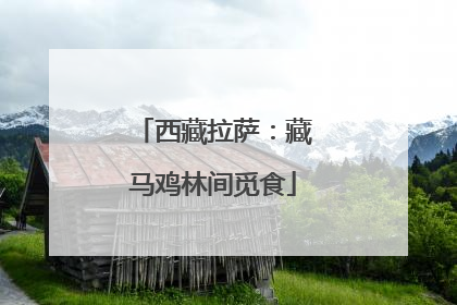 西藏拉萨：藏马鸡林间觅食