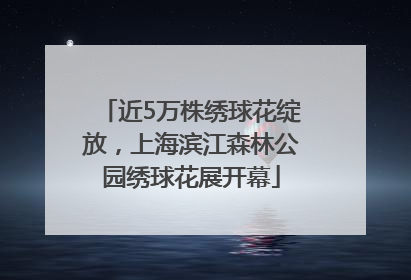 近5万株绣球花绽放，上海滨江森林公园绣球花展开幕