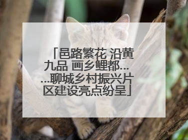 邑路繁花 沿黄九品 画乡鲤都……聊城乡村振兴片区建设亮点纷呈