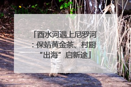 酉水河遇上尼罗河：保靖黄金茶、村厨“出海”启新途