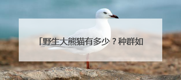 野生大熊猫有多少？种群如何分布？科研团队实地探秘